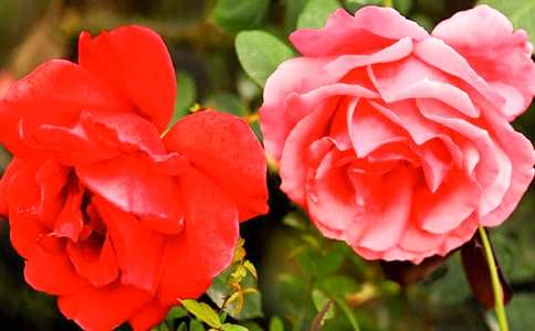 關(guān)于月季花的400字作文