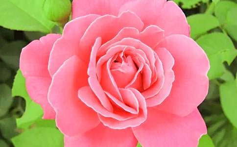 �茑�¼������^������