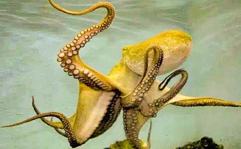 ���꼉�茑���~������