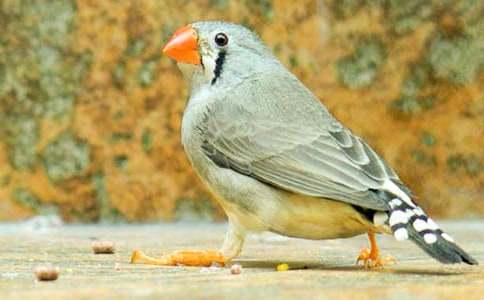 �n�ġ������B(ni��o)���ă�(y��u)��̌W(xu��)�O(sh��)Ӌ(j��)����