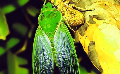 描寫知了的小學(xué)生作文600字