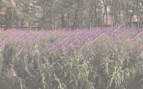 秋游植物園作文500字