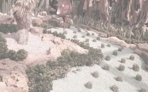 ��ɳ��(d��ng)ֲ��@һ���ε�����700��