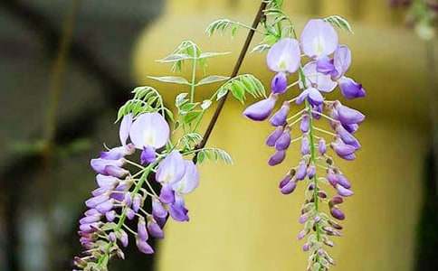 紫藤花留在我的記憶深處作文