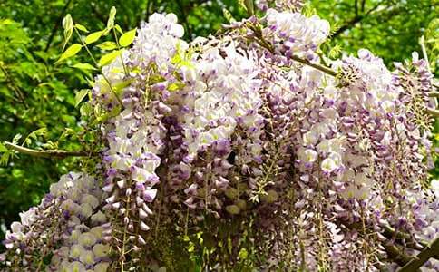 描寫紫藤花的200字作文