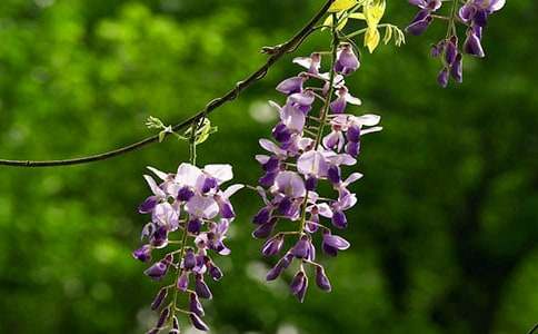 ���������ٻ����꼉��(y��u)������