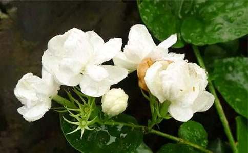 茉莉花般的父愛優(yōu)秀作文