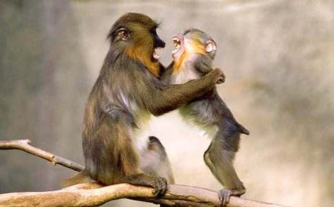 �����ĺ�����ʲô����