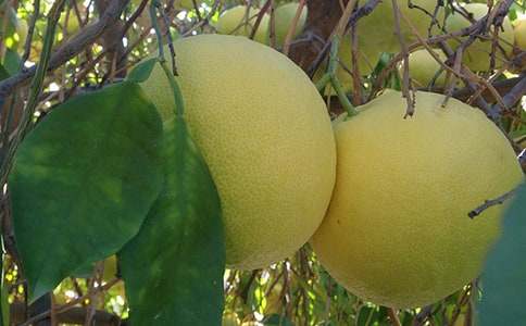 �����A���茑����������ƪ