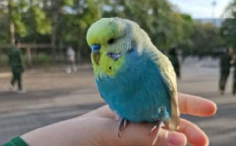 鸚鵡魚作文匯總7篇