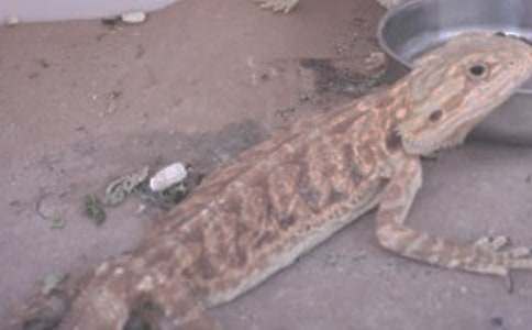 蜥蜴之死哲理故事