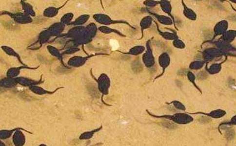 ͯԒ����С����ҋ���