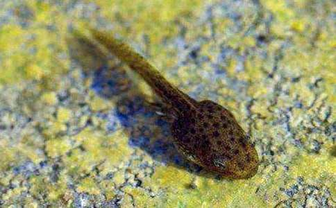 小蝌蚪找媽媽作文15篇