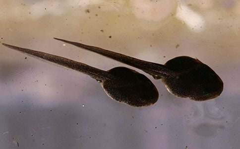 С��ˇ�g(sh��)�̰���С��򽣨ͨ��15ƪ��