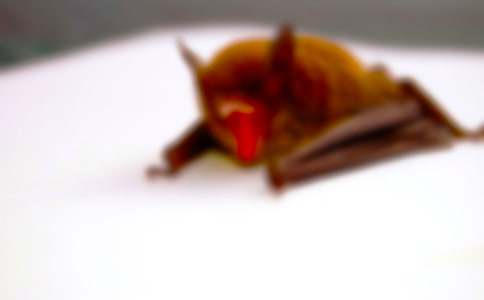 勇敢的我大戰(zhàn)蝙蝠作文