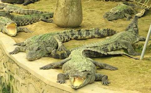 鱷魚的眼淚童話作文